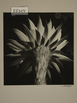 Flor de un cactus